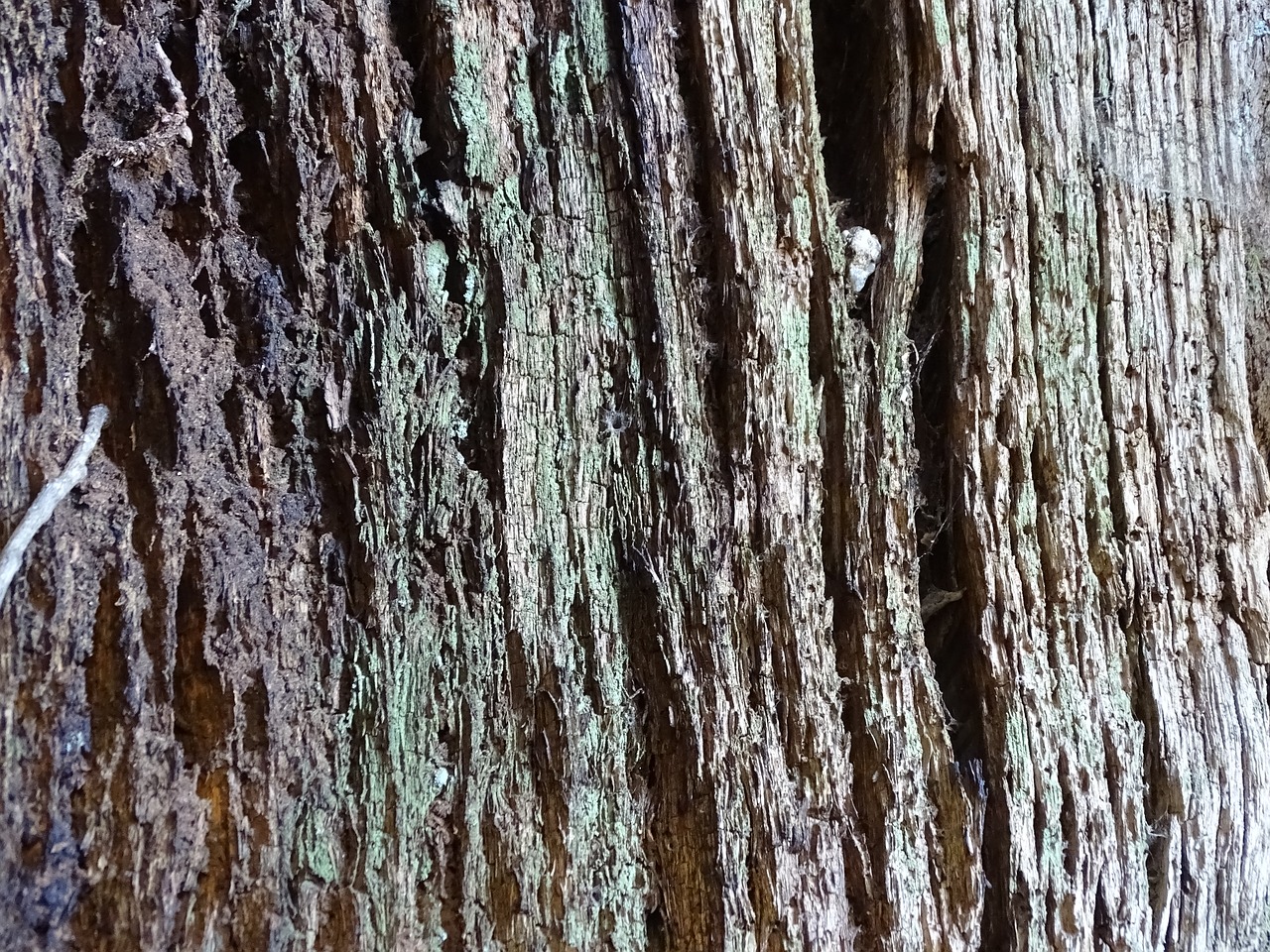 Flying tree. Миртлвуд дерево. Веравуд дерево. Растение черное дерево Вуд медицина. Scratch on Tree Wood.