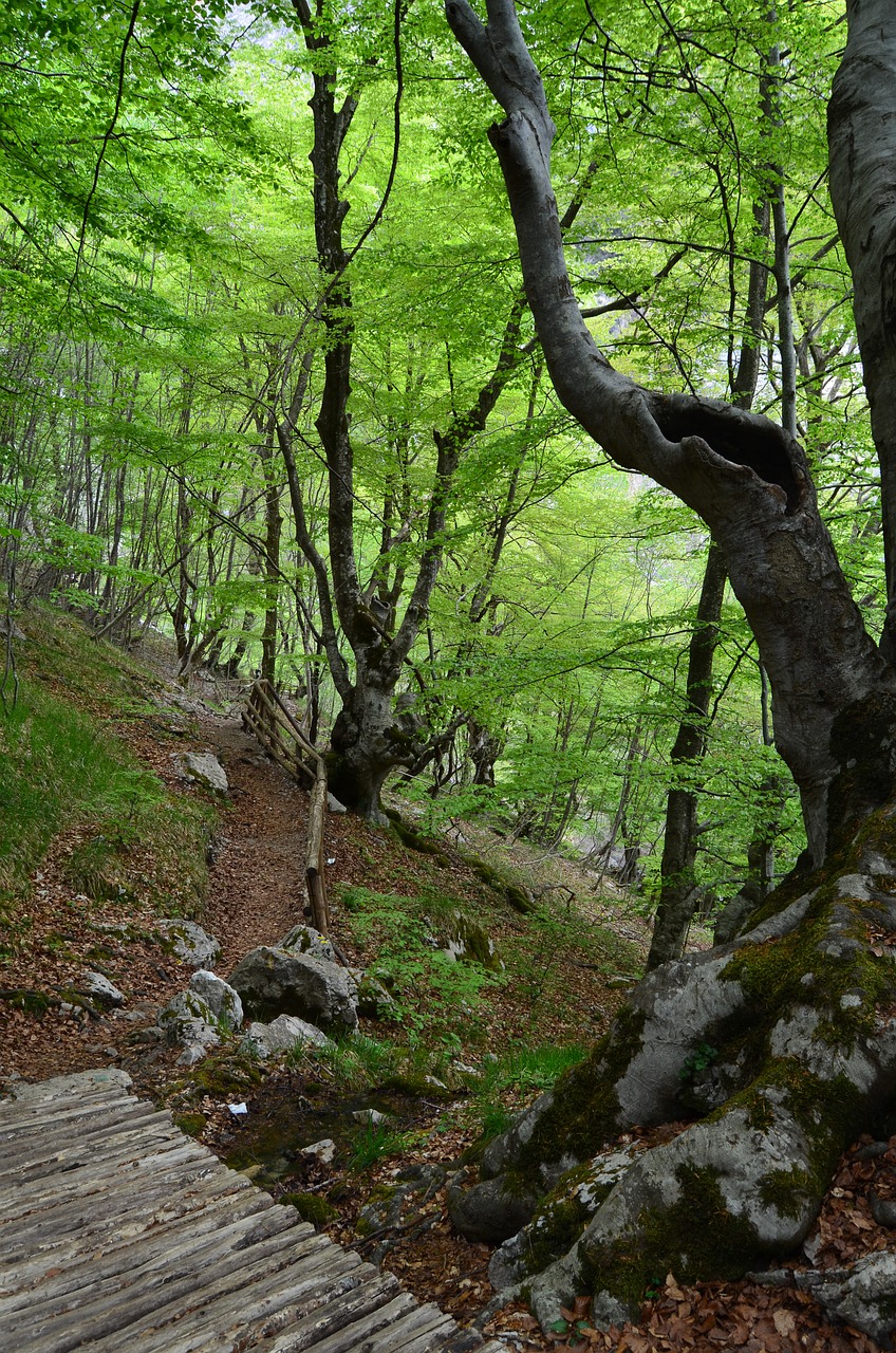 Lagaminai, Medžiai, Į Mišką, Miškas, Miškai, Bukas, Nemokamos Nuotraukos,  Nemokama Licenzija