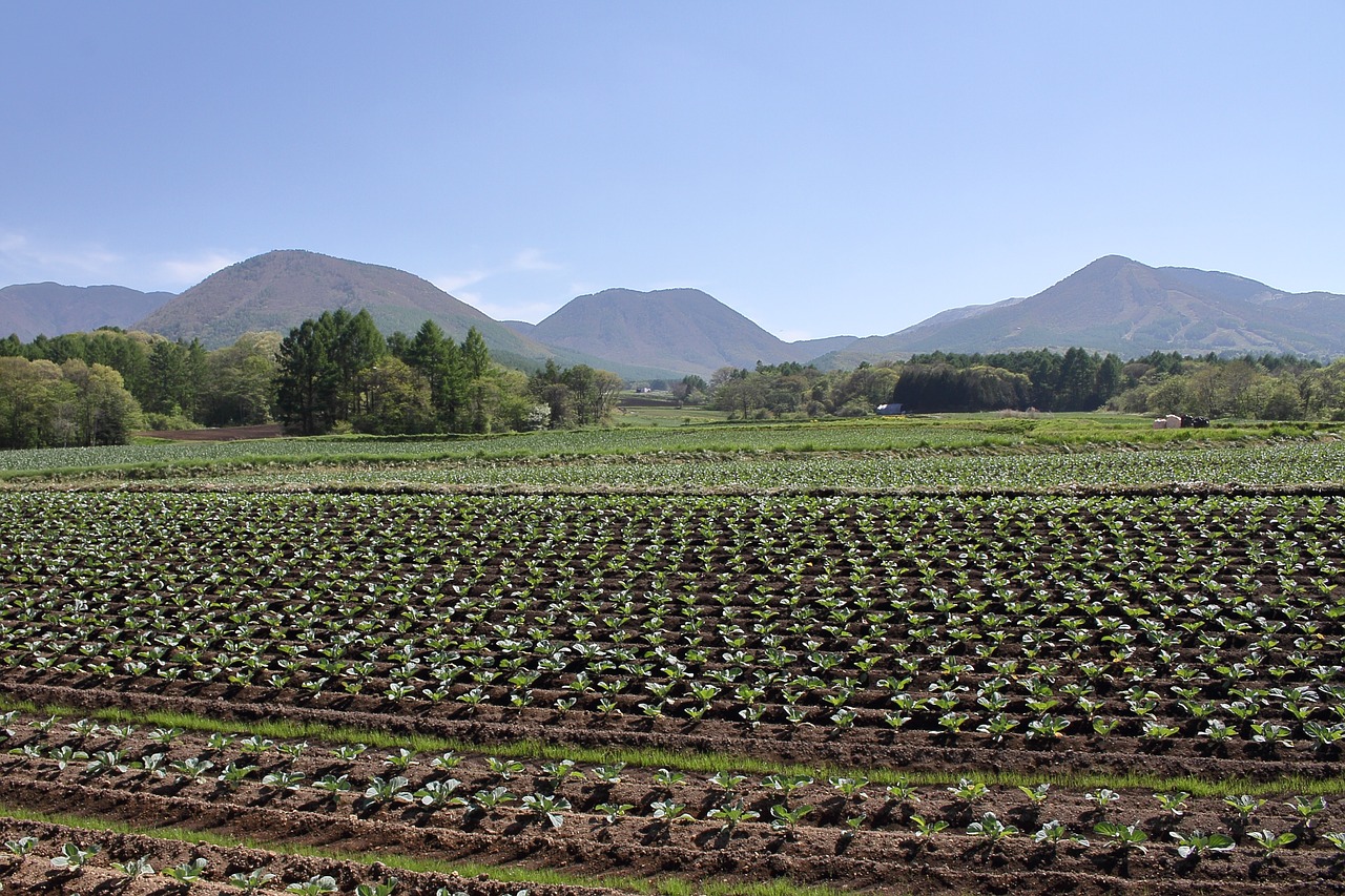 Tsumagoi, Nagano, Shinshu, Kopūstai, Kopūstų Laukas, Highland Vegetable, Nemokamos Nuotraukos,  Nemokama Licenzija