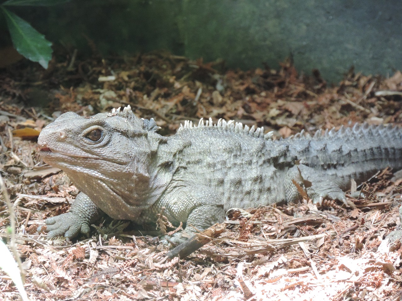 Tuatara, Ropliai, Naujoji Zelandija, Nz, Driežas, Gamta, Gyvūnas, Laukinė Gamta, Vietiniai, Vandens Drakonas