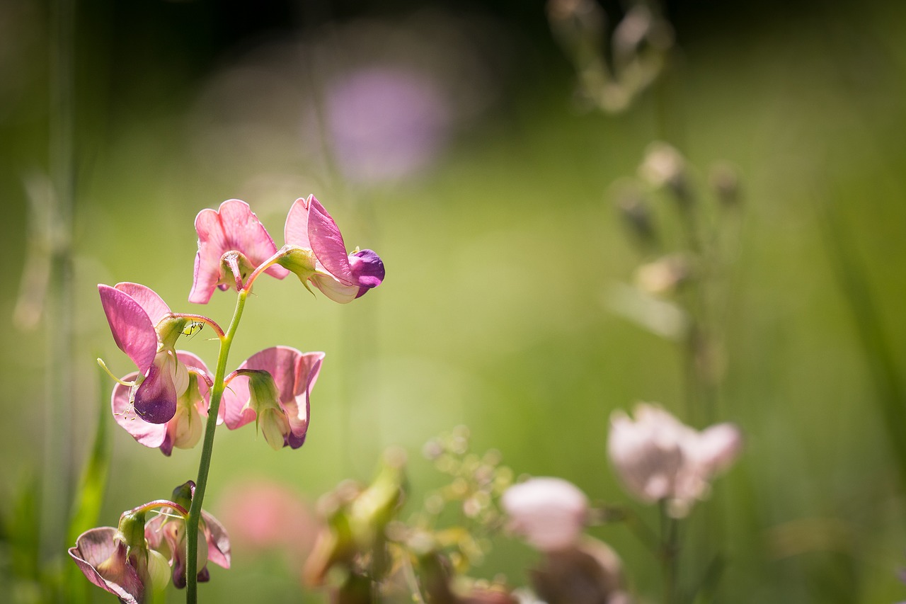 Gumbų Latiuris, Lathyrus Tuberosus, Aštraus Gėlė, Gėlės, Rožinės Gėlės, Gamta, Vasara, Natūrali Veja, Augalas, Žirnis