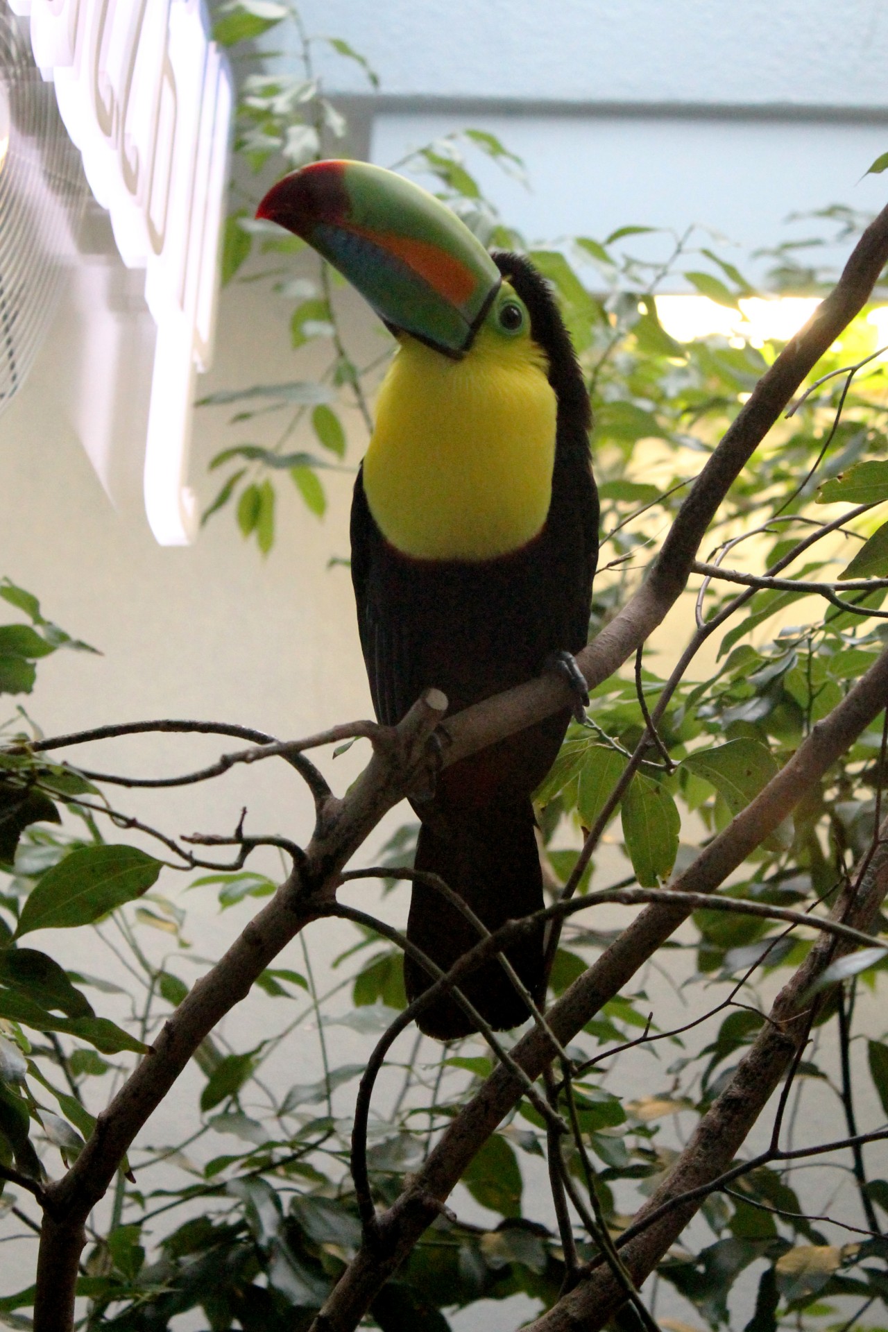 Toucan,  Toucan,  Paukščiai,  Atogrąžų,  Gyvūnas,  Snapas,  Paukštis,  Zoologijos Sodas,  Toucan, Nemokamos Nuotraukos