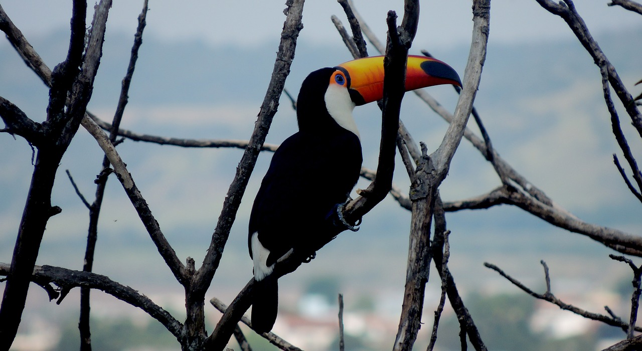 Tucano, Gyvūnas, Šakelės, Nemokamos Nuotraukos,  Nemokama Licenzija