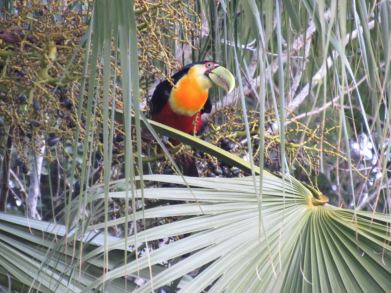 Tucano,  Tropical,  Pobūdį,  Paukštis,  Brazilija,  Zoo,  Didelio Snapelis,  Brazilijos Fauną,  Filialas,  Miškas