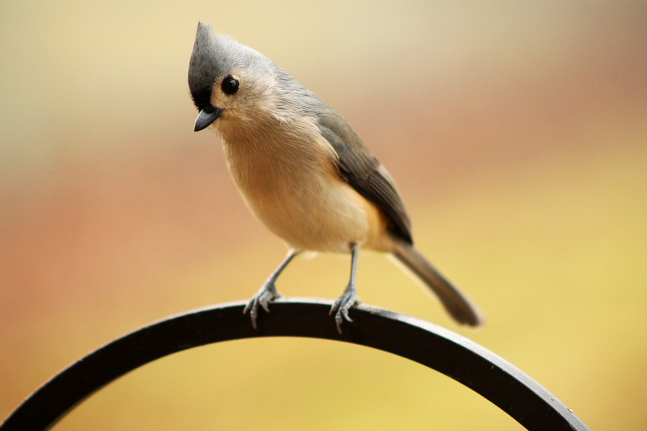 Kuoduotoji Šeškas, Crested, Paukštis, Ankstyvas Paukštis, Sustingęs, Berniukas, Paukštis, Portretas, Plunksnos, Snapas