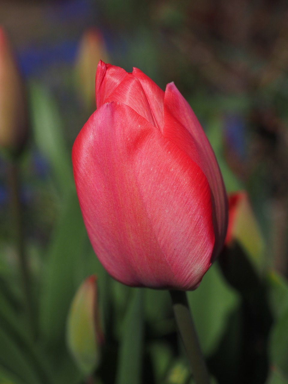 Tulpė, Raudona, Gėlė, Pavasaris, Uždaryti, Spalvinga, Spalva, Tulipa, Lelija, Liliaceae