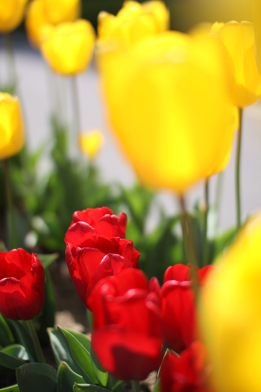 Tulpė, Gėlės, Pavasaris, Nemokamos Nuotraukos,  Nemokama Licenzija