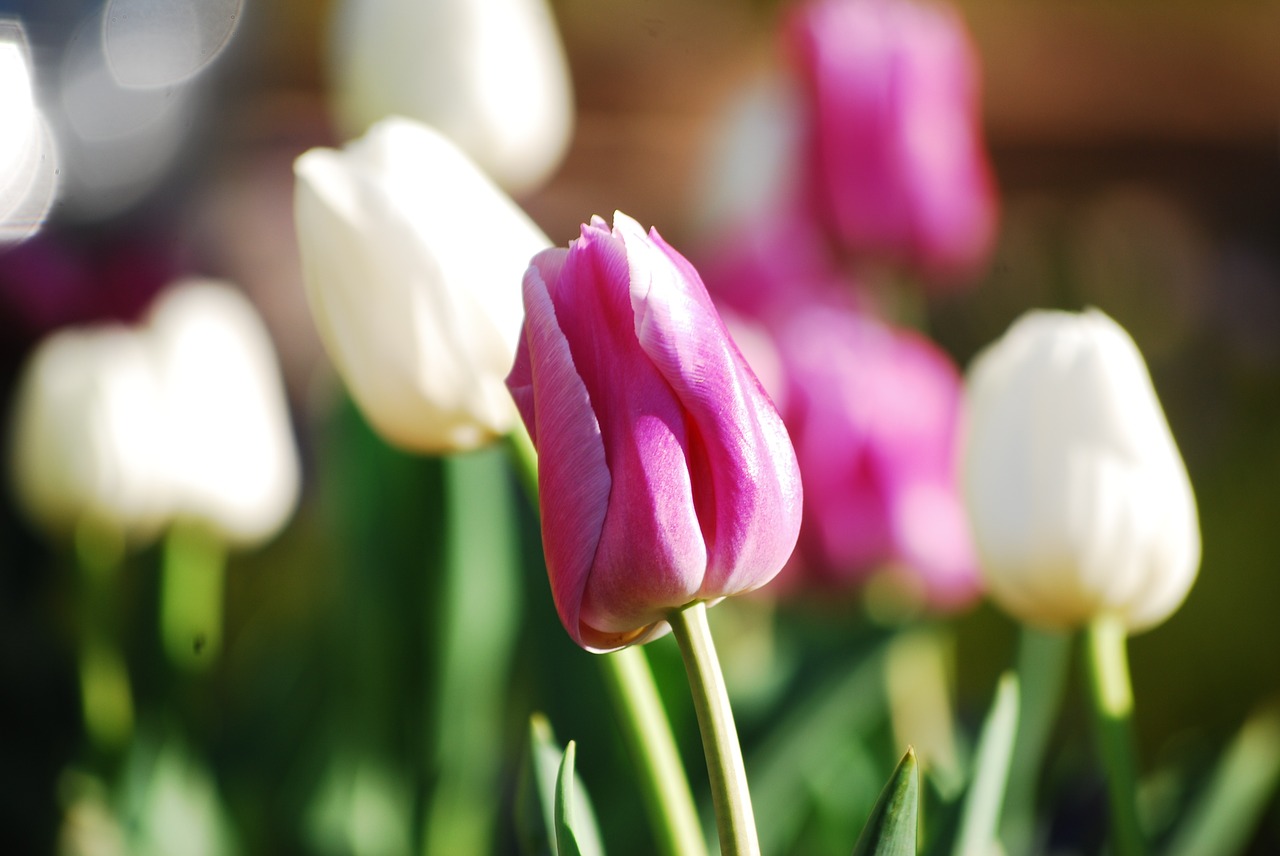 Tulpė, Gėlė, Žiedlapiai, Žydėti, Flora, Pavasario Gėlės, Žiedas, Žydi, Nemokamos Nuotraukos,  Nemokama Licenzija