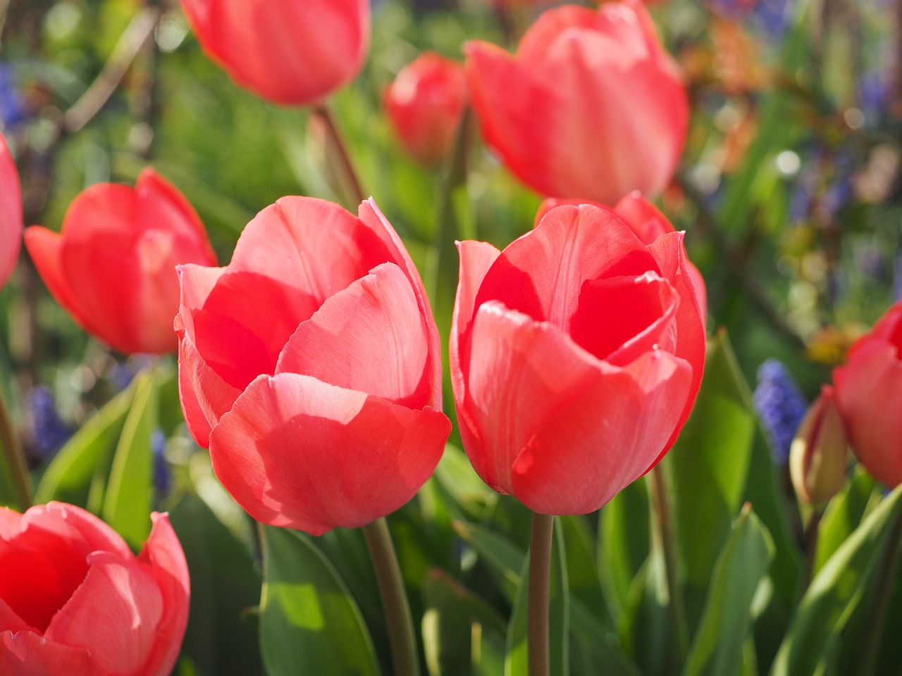 Tulpė, Raudona, Gėlė, Pavasaris, Uždaryti, Spalvinga, Spalva, Tulipa, Lelija, Liliaceae