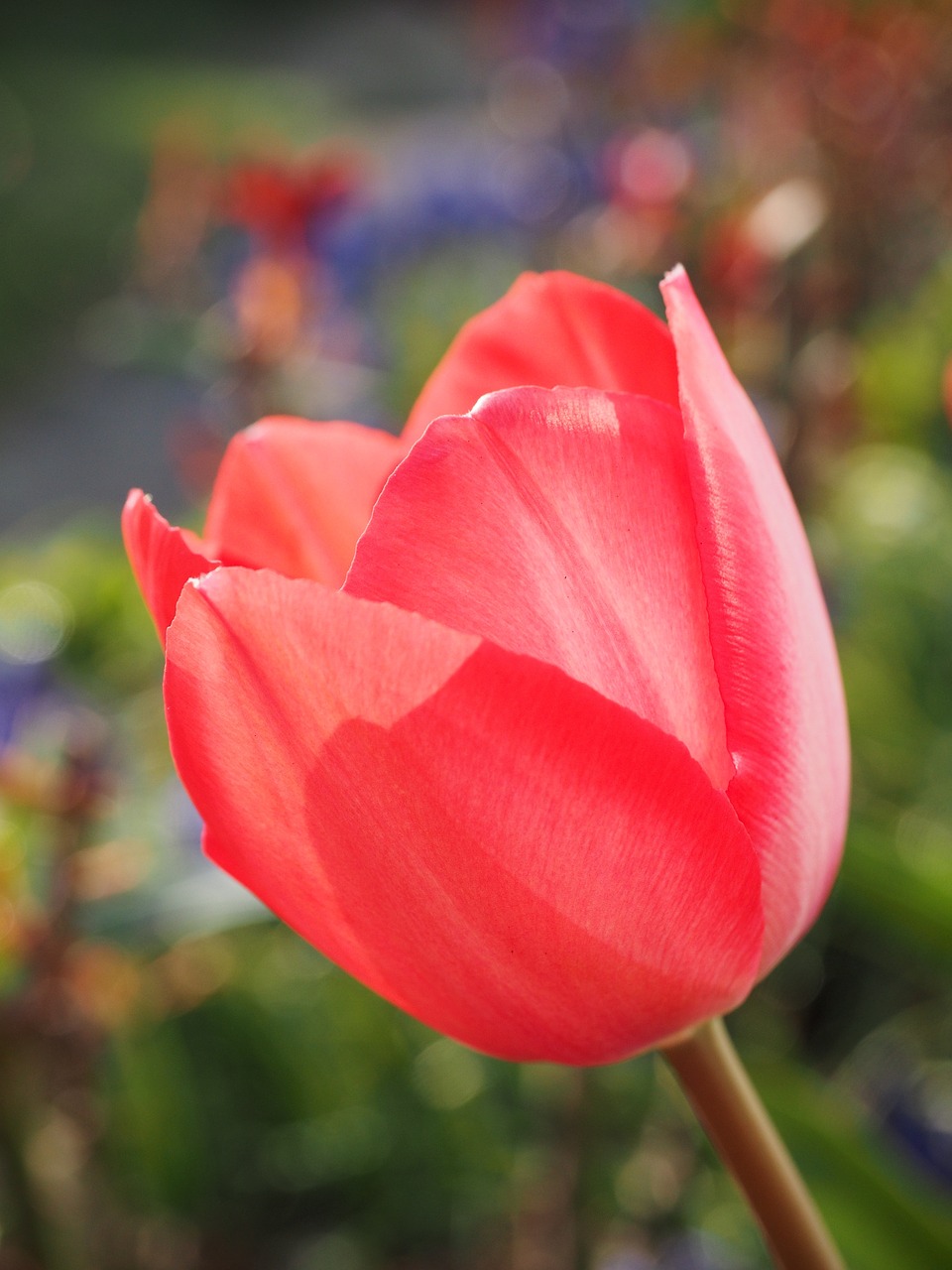 Tulpė, Raudona, Gėlė, Pavasaris, Uždaryti, Spalvinga, Spalva, Tulipa, Lelija, Liliaceae
