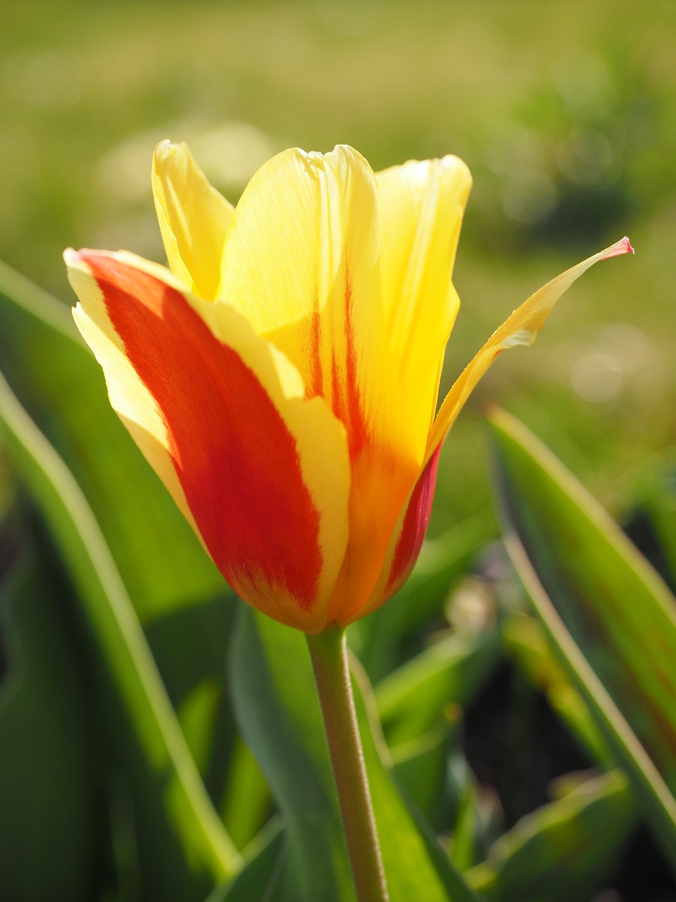 Tulpė, Raudona, Geltona, Raudona Geltona, Gėlė, Pavasaris, Uždaryti, Spalvinga, Spalva, Tulipa