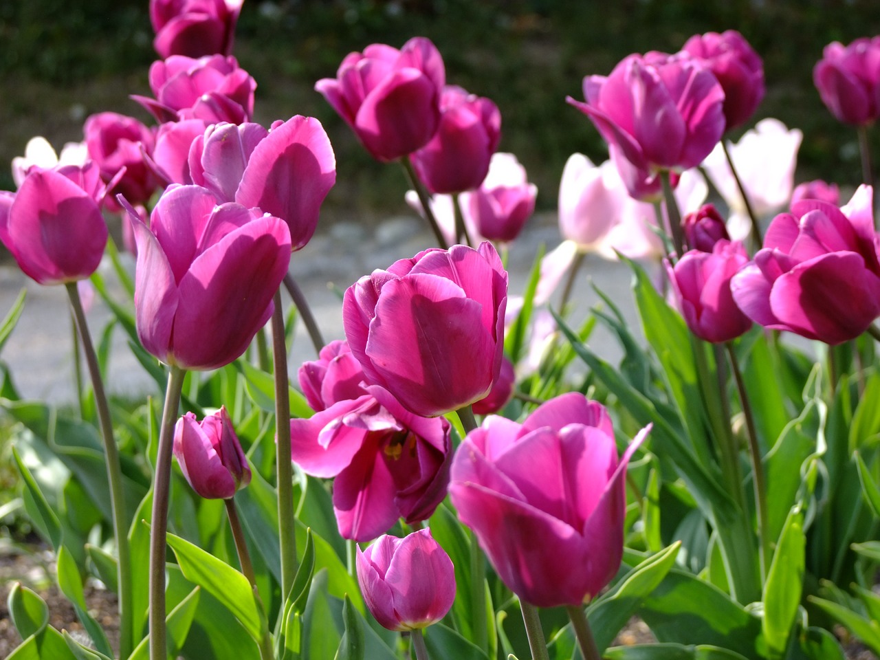 Tulpės, Gėlė, Svogūnai, Augalas, Pavasaris, Rožinis, Spalva, Žydėti, Gėlės, Flora
