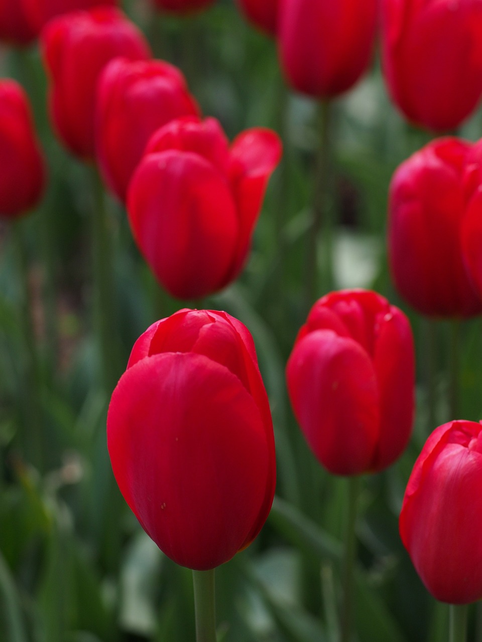 Tulpė, Natūralus, Gėlės, Pavasaris, Japonija, Raudona, Nemokamos Nuotraukos,  Nemokama Licenzija