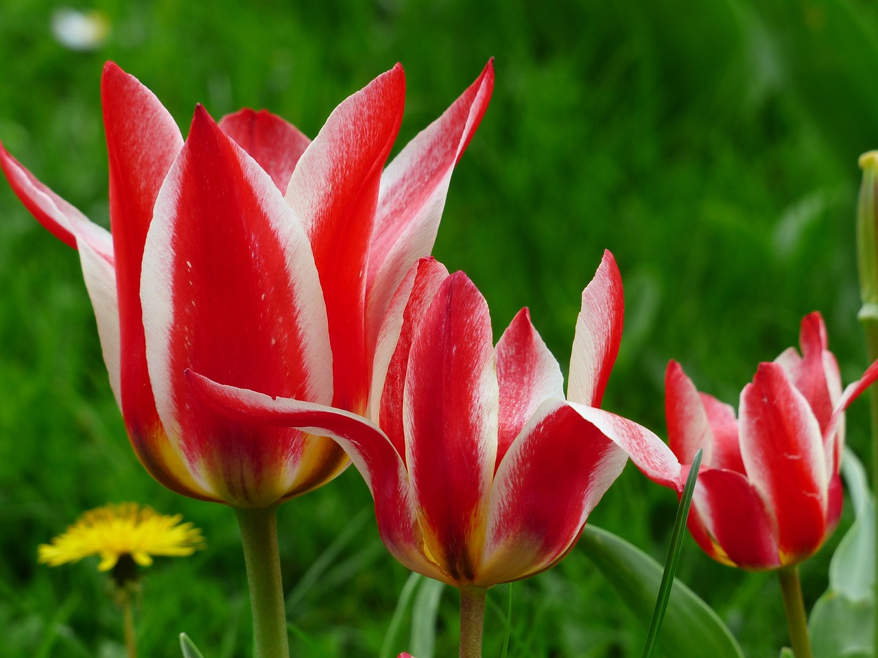 Tulpė, Raudona, Balta, Lelijos Žydėti Tulpė, Užkrėstos Lelija, Tulpenbluete, Gėlė, Spalvinga, Spalva, Pavasaris