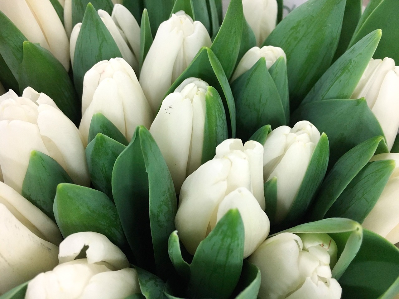 Tulpė, Balta, Tulpės, Keukenhof, Holland, Pavasaris, Nyderlandai, Gėlės, Gėlė, Nemokamos Nuotraukos