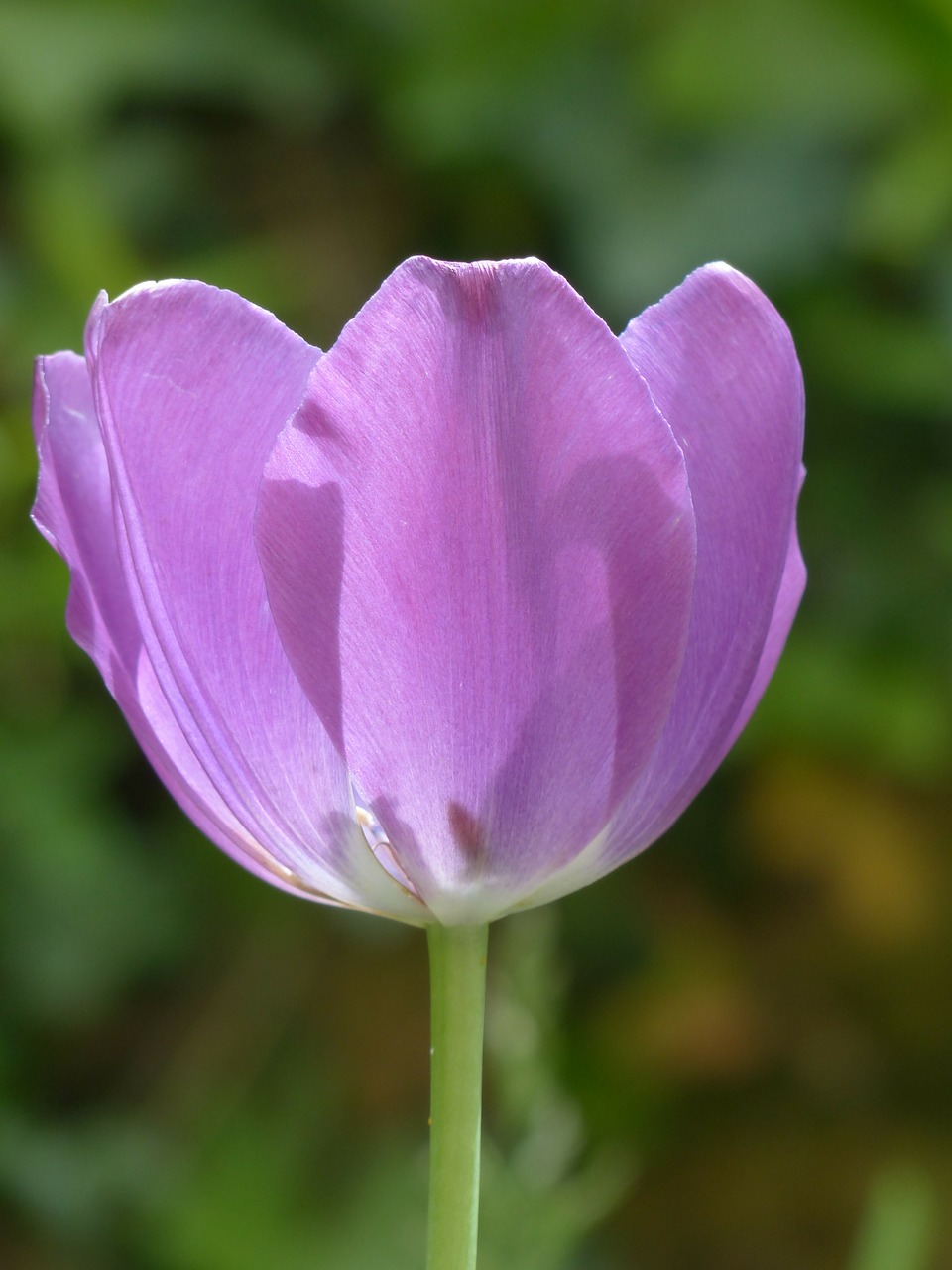 Tulpė, Žiedas, Žydėti, Violetinė, Violetinė, Gėlė, Flora, Tulipa, Lelijos Šeima, Liliaceae