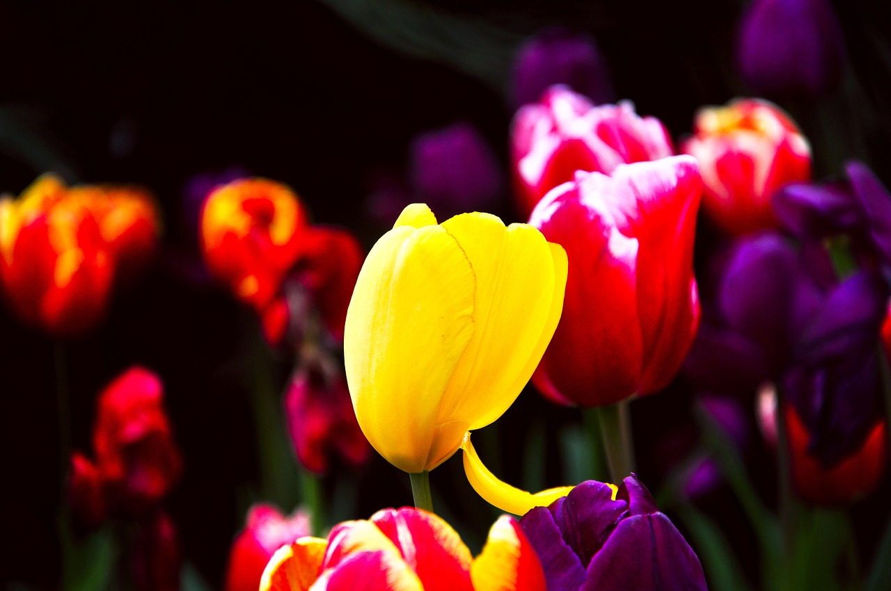 Tulpė, Pavasaris, Gėlės, Nemokamos Nuotraukos,  Nemokama Licenzija