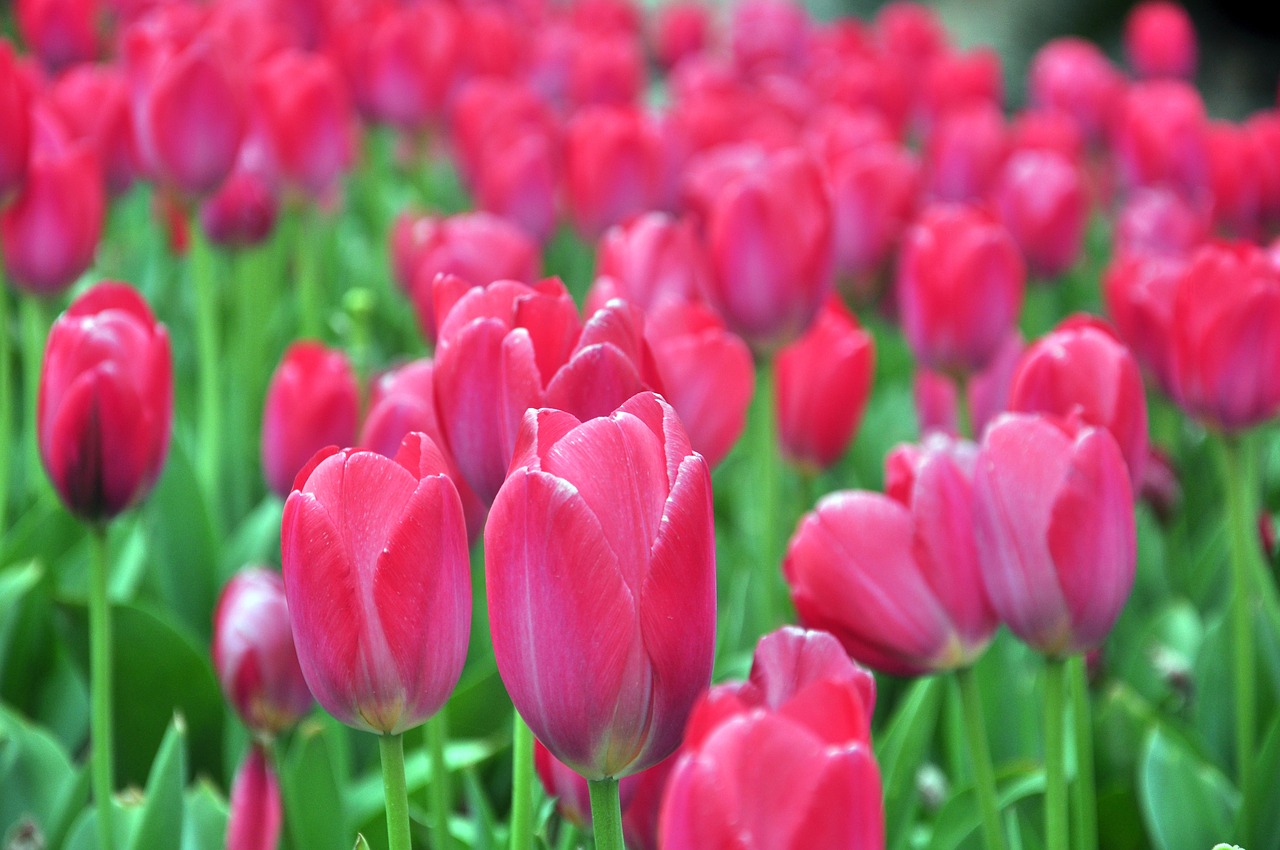 Tulpė, Pavasaris, Gėlės, Nemokamos Nuotraukos,  Nemokama Licenzija
