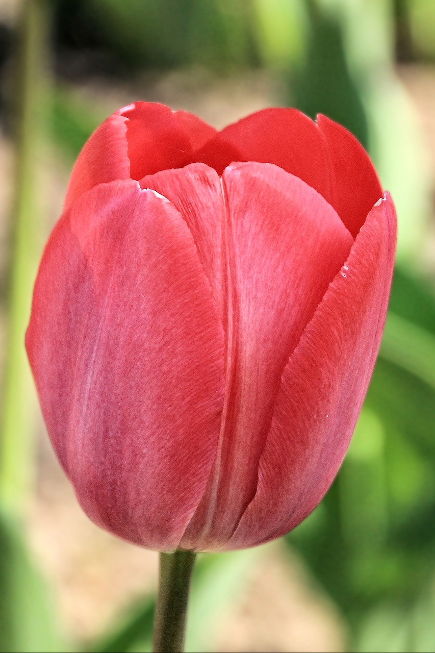 Tulpė, Tulpės, Raudona, Pavasaris, Pavasario Gėlė, Nemokamos Nuotraukos,  Nemokama Licenzija
