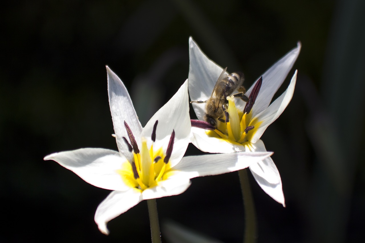 Tulpė, Balta, Bičių, Antspaudas, Tuti, Lelijos Šeima, Pavasaris, Gamta, Gėlė, Schnittblume