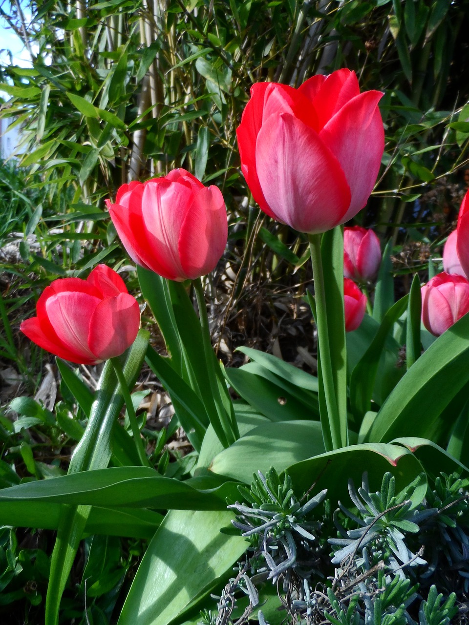 Tulpė, Raudona, Šviesus, Schnittblume, Žiedas, Žydėti, Gėlė, Pavasaris, Žydėti, Sodas