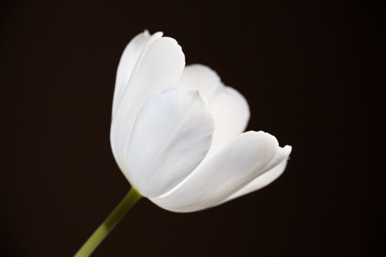 Tulpė, Balta, Šviesus, Gėlės, Nemokamos Nuotraukos,  Nemokama Licenzija