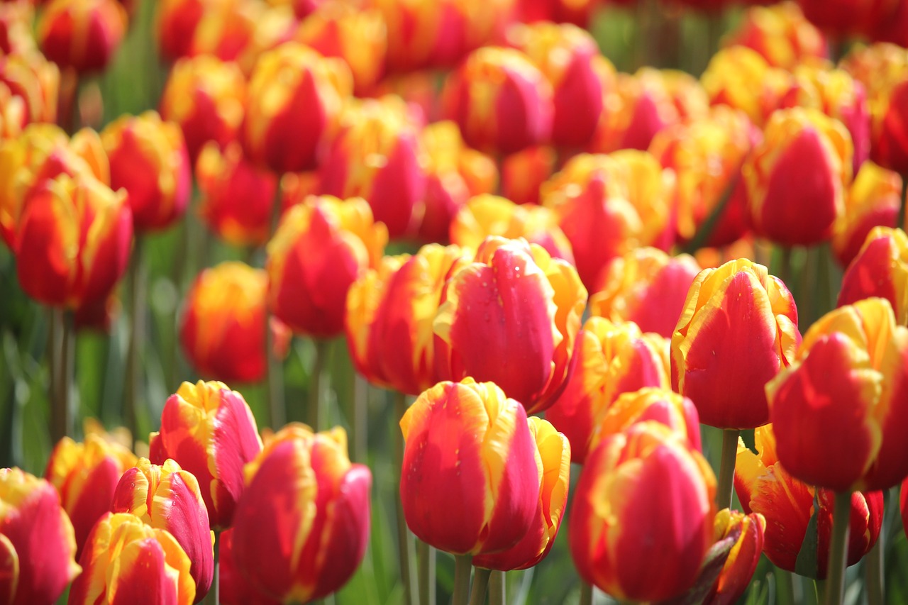 Tulpė, Pavasaris, Floralia, Gėlė, Nemokamos Nuotraukos,  Nemokama Licenzija