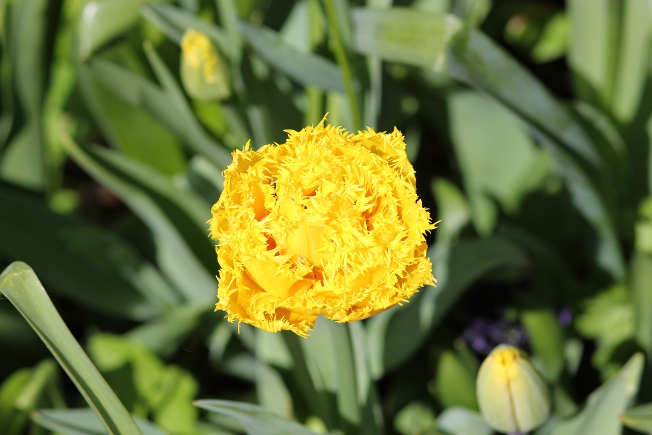 Tulpė, Floralia, Gėlė, Pavasaris, Nemokamos Nuotraukos,  Nemokama Licenzija