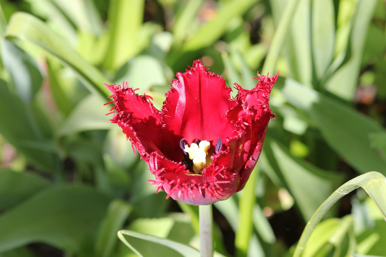 Tulpė, Floralia, Gėlė, Pavasaris, Nemokamos Nuotraukos,  Nemokama Licenzija