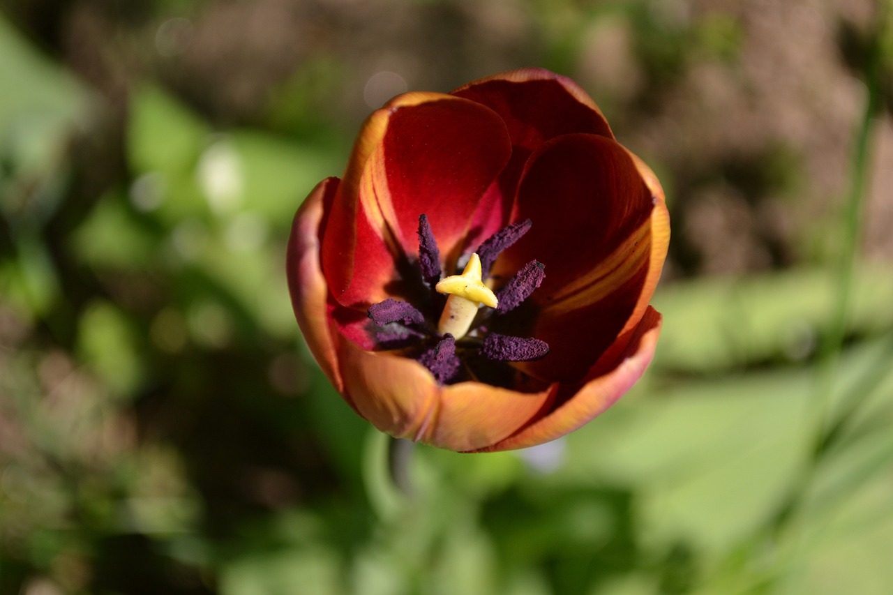 Tulpė, Gėlė, Pavasaris, Žiedlapiai, Tulpės, Nemokamos Nuotraukos,  Nemokama Licenzija