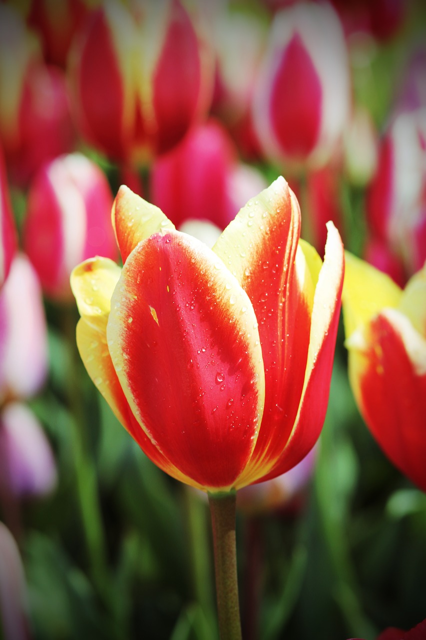 Tulpė, Pavasaris, Floralia, Gėlės, Rasa, Nemokamos Nuotraukos,  Nemokama Licenzija