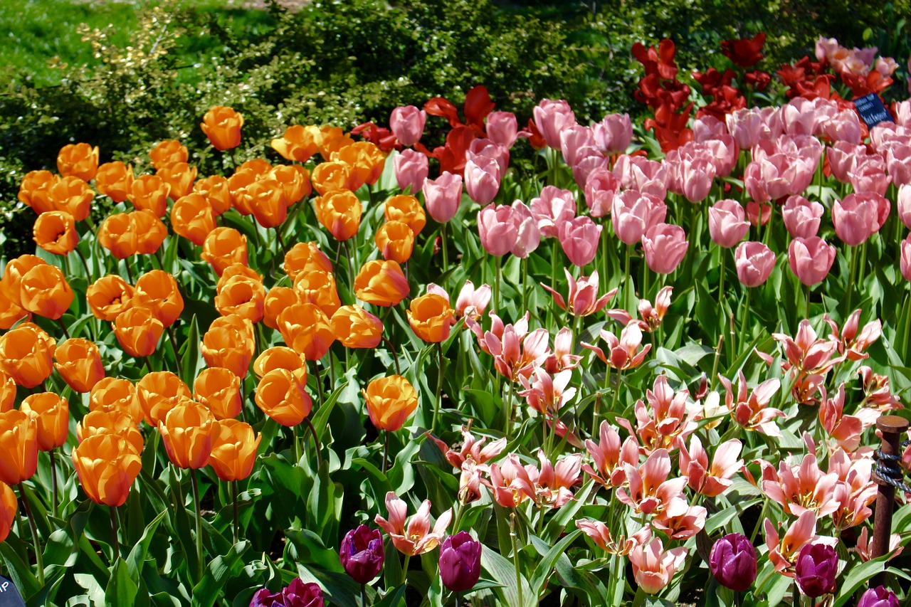 Tulpė, Pavasaris, Žiedas, Gėlė, Nemokamos Nuotraukos,  Nemokama Licenzija