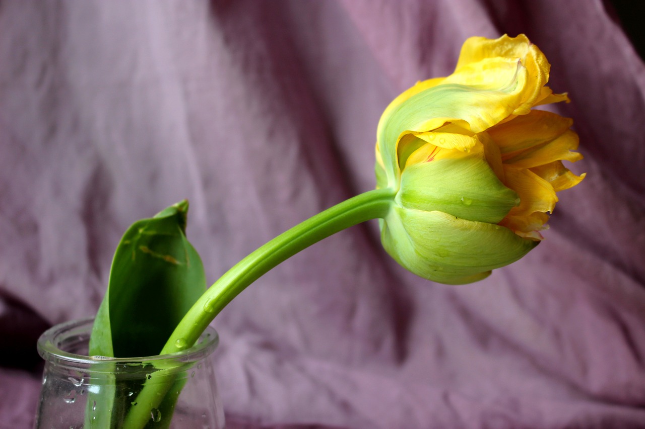 Tulpė, Geltona, Gėlė, Tulpių Spyruoklė, Nemokamos Nuotraukos,  Nemokama Licenzija