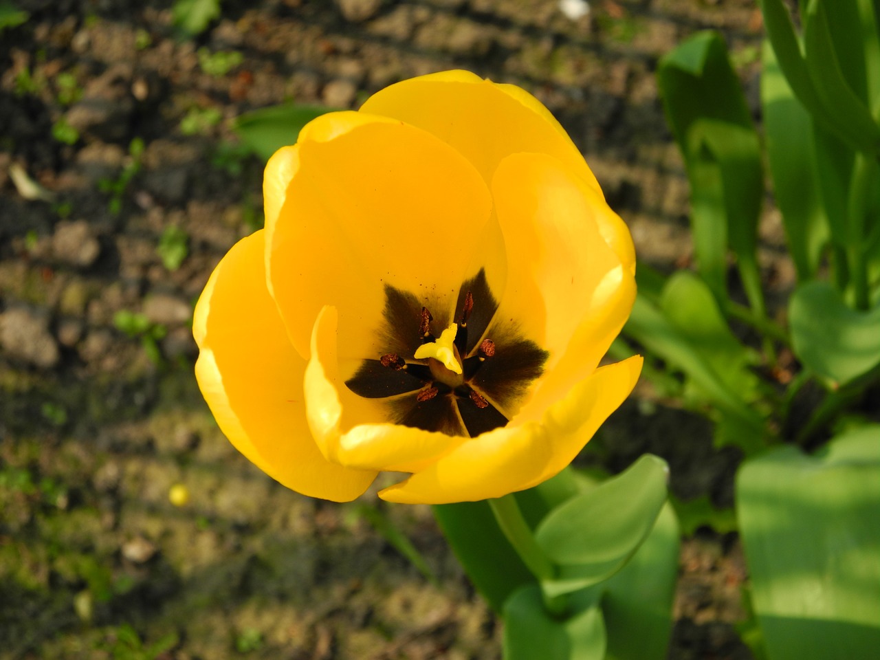 Tulpė, Pavasario Gėlė, Geltona, Nemokamos Nuotraukos,  Nemokama Licenzija