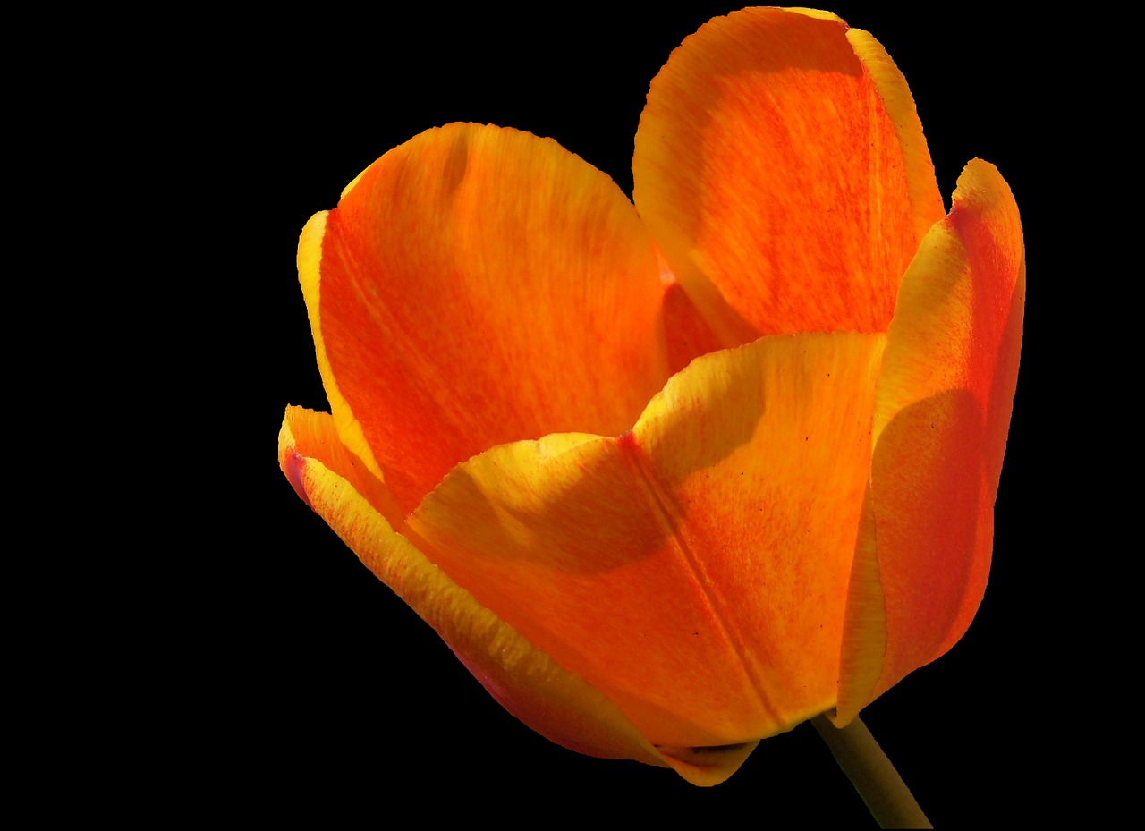 Tulpė, Tulipa, Žiedas, Žydėti, Oranžinė Raudona Liepsna, Pavasario Gėlė, Lelija, Sodo Augalas, Dekoratyviniai Augalai, Tulpenbluete