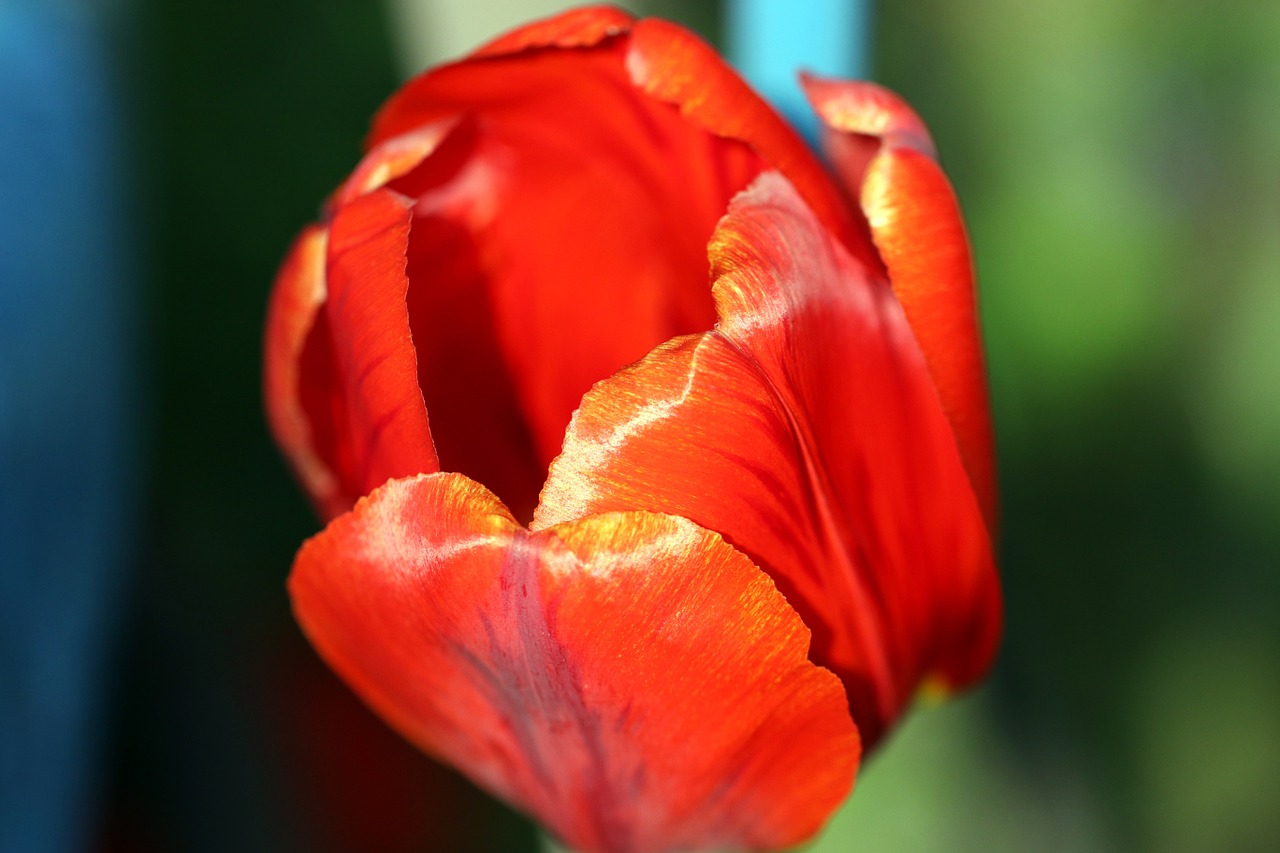 Tulpė, Pavasaris, Raudona, Figūra, Gėlių Tedai, Tulpės, Iš Arti, Makro, Grožis, Tulpės Viduje