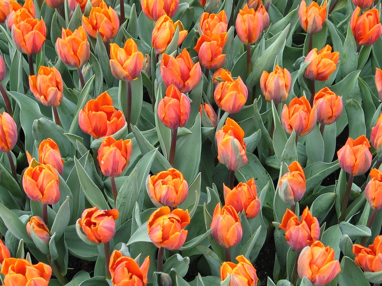 Tulpė, Oranžinė, Flora, Gėlė, Pavasaris, Gamta, Nyderlandai, Nemokamos Nuotraukos,  Nemokama Licenzija