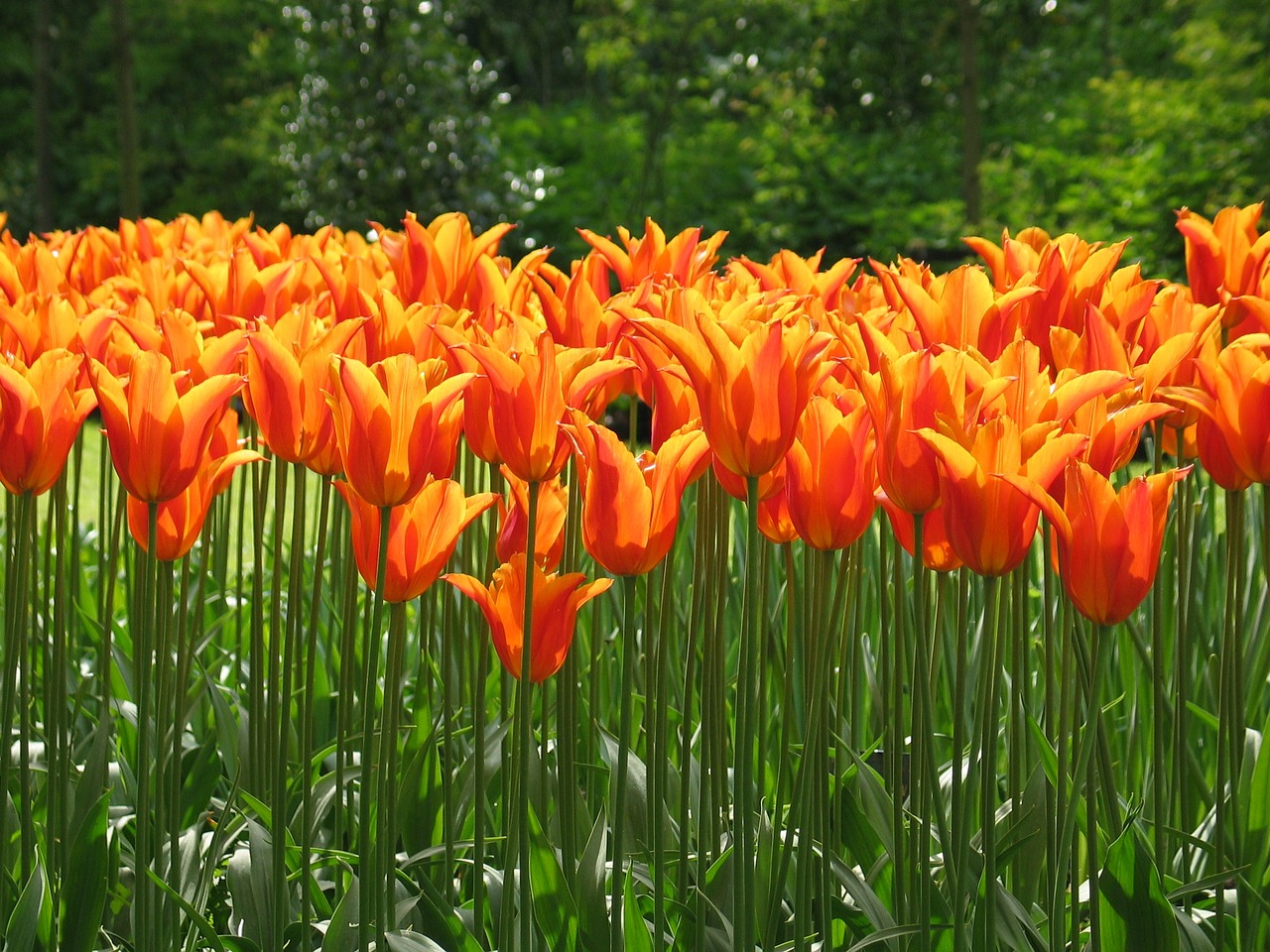 Tulpė, Oranžinė, Flora, Gėlė, Pavasaris, Gamta, Nyderlandai, Nemokamos Nuotraukos,  Nemokama Licenzija