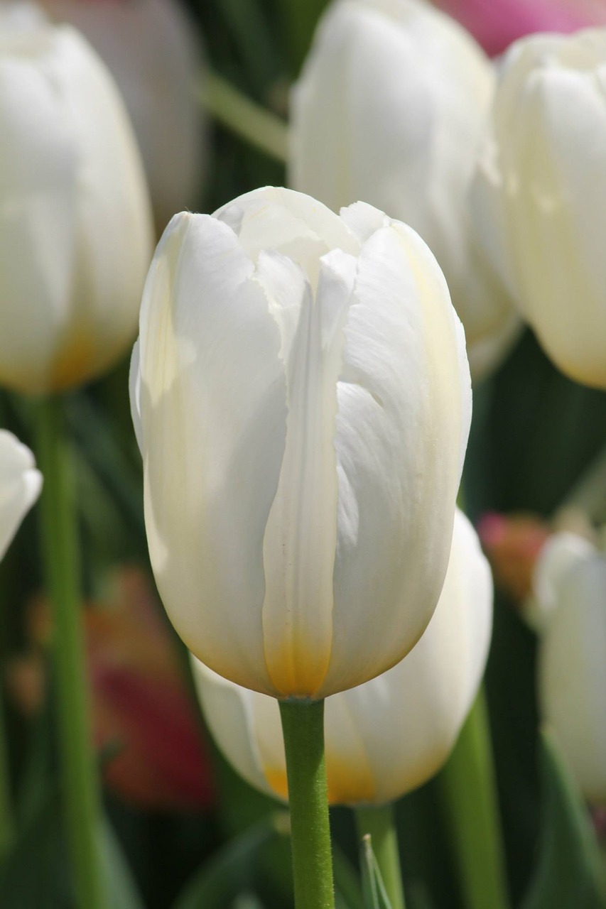 Tulpė, Balta, Gėlė, Pavasaris, Nemokamos Nuotraukos,  Nemokama Licenzija
