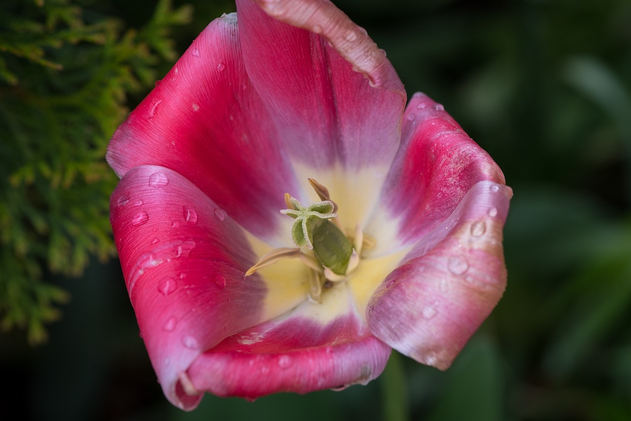 Tulpė, Gėlė, Žiedas, Žydėti, Žiedlapiai, Pistil, Šlapias, Liūtys, Lašas Vandens, Gamta