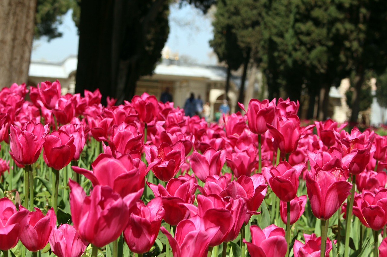Tulpės, Istanbulas, Topkapi Rūmai, Rožinis, Gėlė, Sodas, Gamta, Taika, Nemokamos Nuotraukos,  Nemokama Licenzija