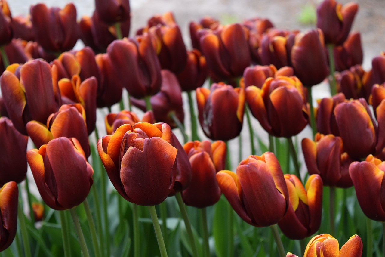 Tulpė, Gėlės, Nyderlandai, Nemokamos Nuotraukos,  Nemokama Licenzija