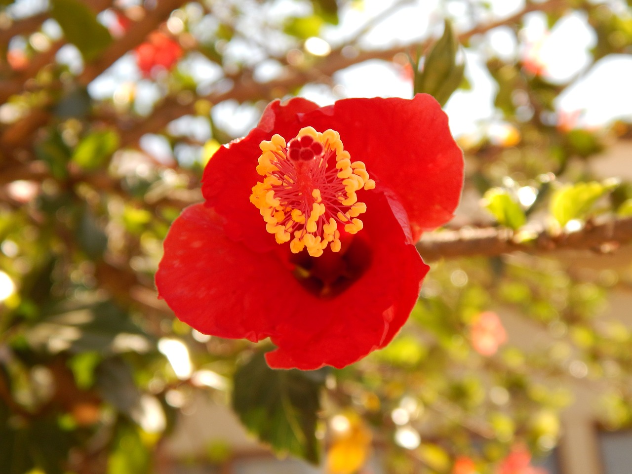 Hibiscus, Sodas, Raudona, Žiedlapiai, Gėlė, Ilgas Pistil, Nemokamos Nuotraukos,  Nemokama Licenzija