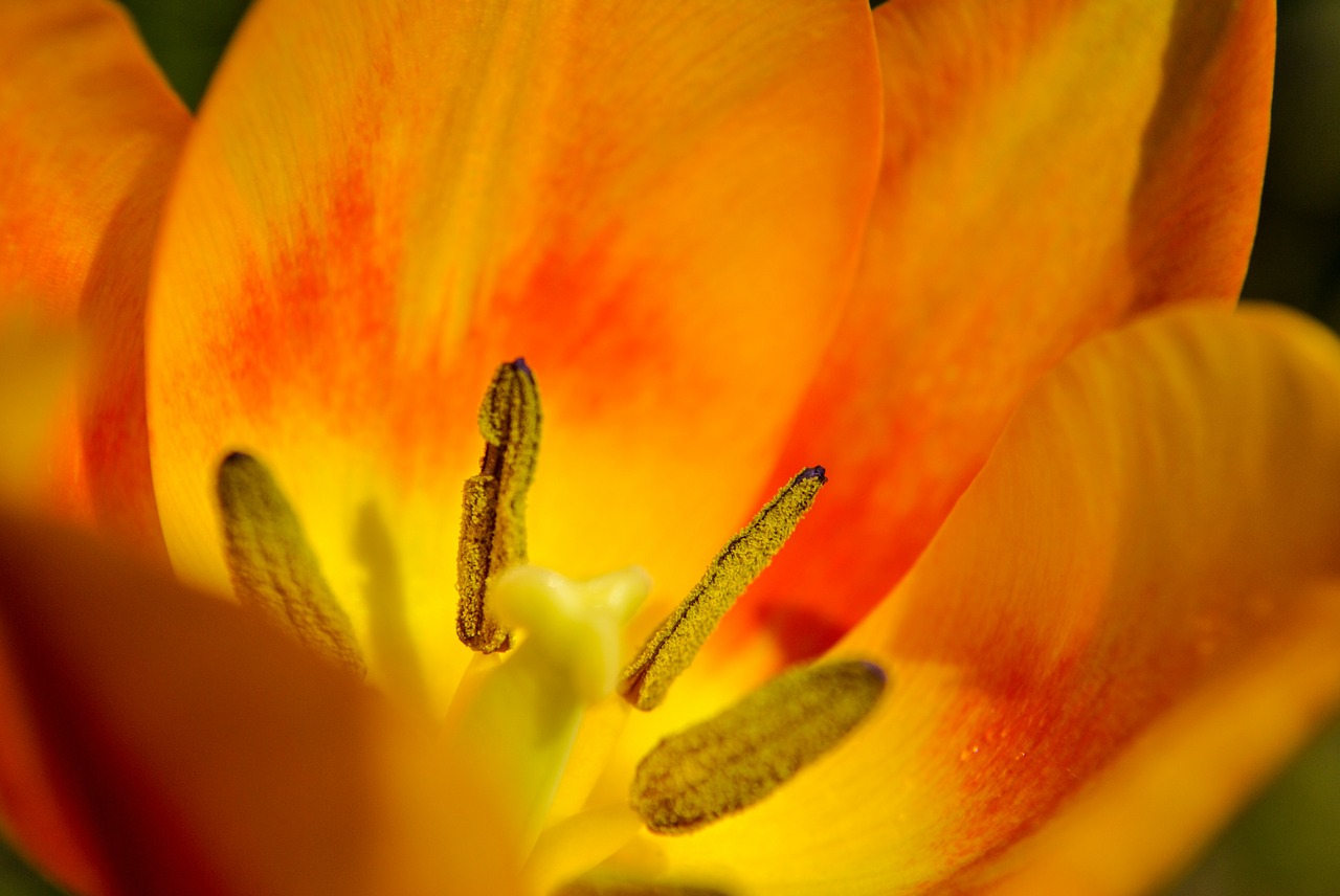 Tulpė, Makro, Gėlė, Flora, Oranžinė, Augalas, Spalvos, Interjeras, Grožis, Nemokamos Nuotraukos