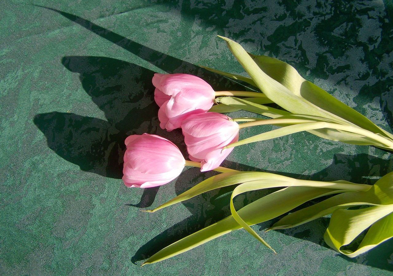 Tulpė, Rožinė Gėlė, Supjaustytos Gėlės, Nemokamos Nuotraukos,  Nemokama Licenzija