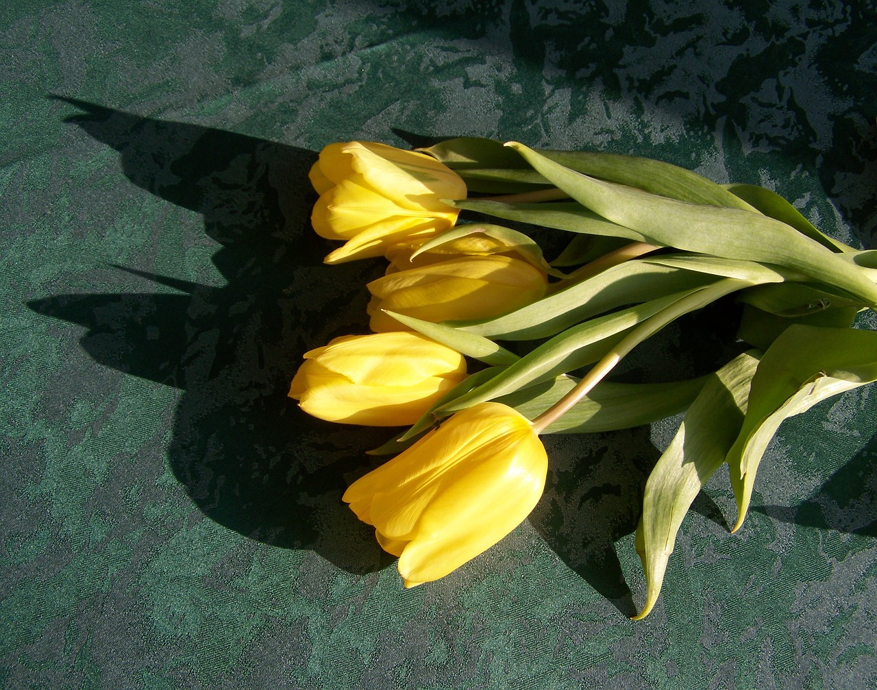 Tulpė, Geltona Gėlė, Supjaustytos Gėlės, Nemokamos Nuotraukos,  Nemokama Licenzija
