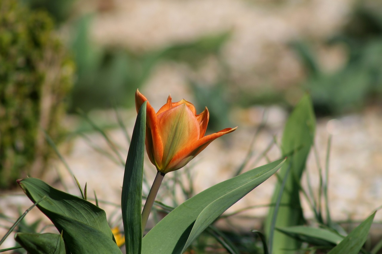 Tulpė, Pavasaris, Pavasario Pranašys, Gėlė, Žiedas, Žydėti, Augalas, Oranžinė, Miesto Parkas, Stadtpark Vienna
