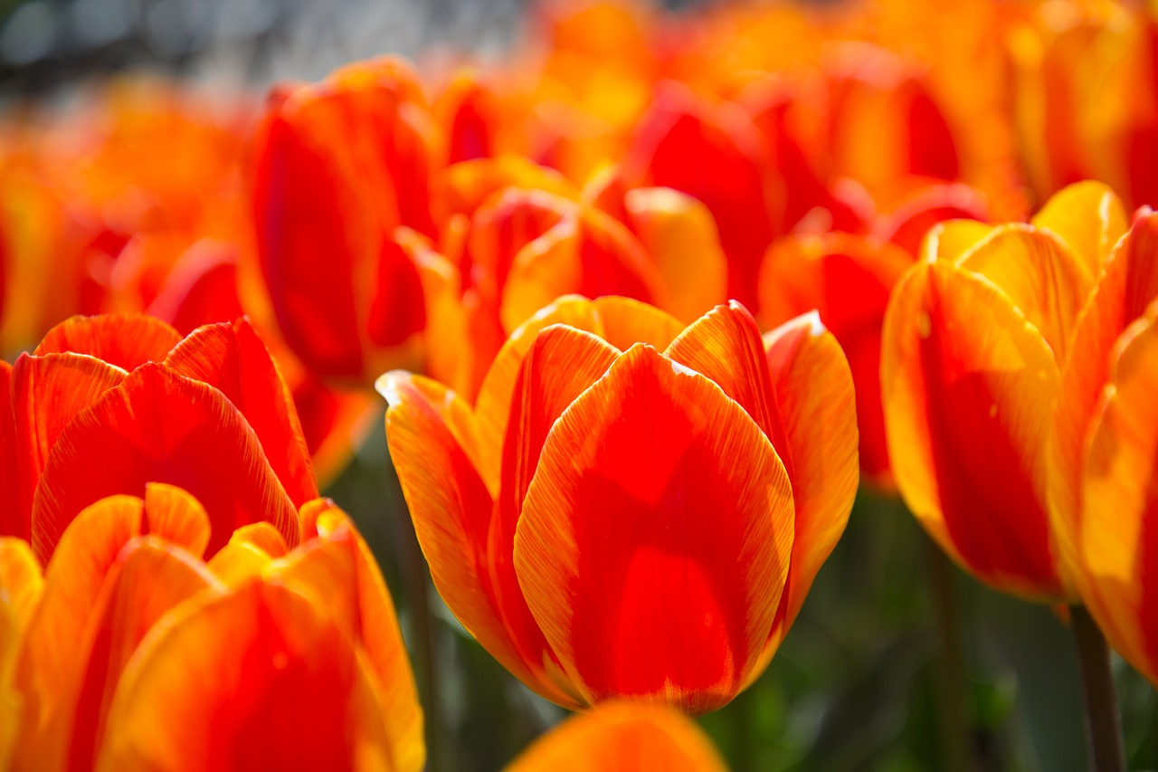 Tulpė, Pavasaris, Raudona Gėlė, Nemokamos Nuotraukos,  Nemokama Licenzija