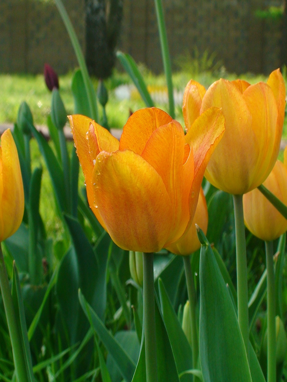 Tulpė, Tulpės, Šventė, Gėlės, Gėlė, Pavasaris, Gražiai, Dacha, Budas, Iš Arti