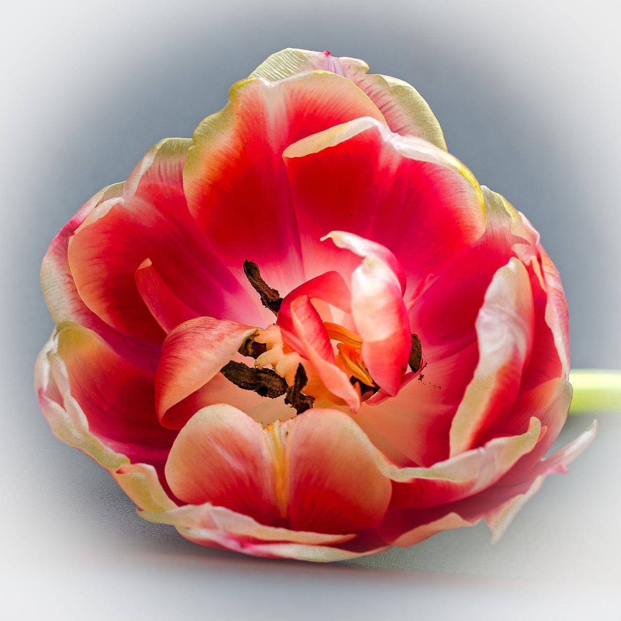 Tulpė, Tulpė Galvą, Žiedas, Žydėti, Gėlė, Tulipa, Gėlių Sveikinimas, Veislinis Tulpis, Pavasaris, Schnittblume